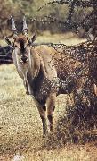 Eland able defiance its size do without water but akacians shade am failing one livsvillkor old unknow artist